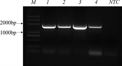 Rapid and Visual Detection of Porcine Parvovirus Using an ERA-CRISPR/Cas12a System Combined With Lateral Flow Dipstick Assay